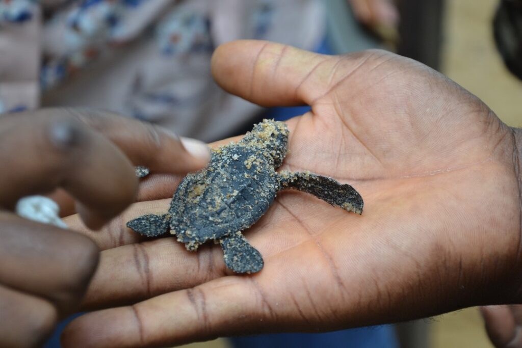 Protection des tortues marines